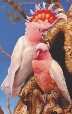 Lenticular poster, 200x200mm, Custom printed image